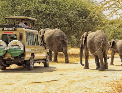 ALPINE CHAT ADVENTURE