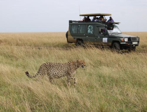 A rare sighting: on the prowl in the Masai Mara