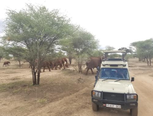 Game drive in Tarangire National Park