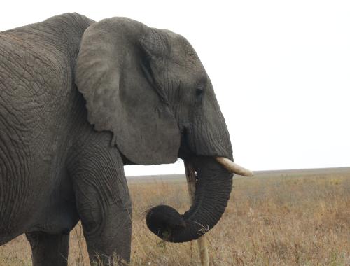 An elephant walking slowly
