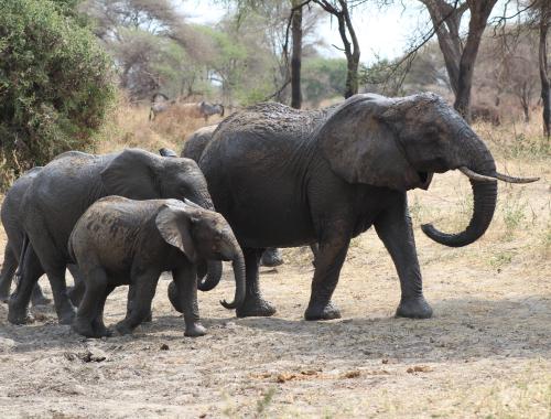 A family elephant in the Ndutu Area in Ngorongoro Conservation