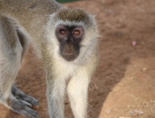 A vervet monkey in Lake Manyara Game Park