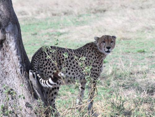 A cheetah under the acacia tree shading