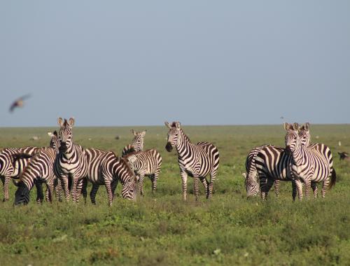 A zebra family on the Serengeti plain