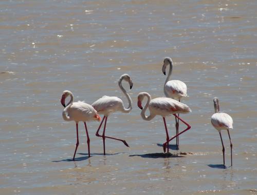 Flamingos in the lake Makat in the Ngorongoro Crater