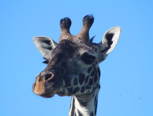 A giraffe head posing for a photograph