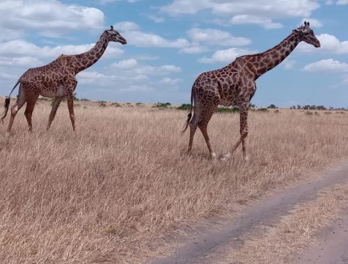 Beware! Giraffe crossing ahead
