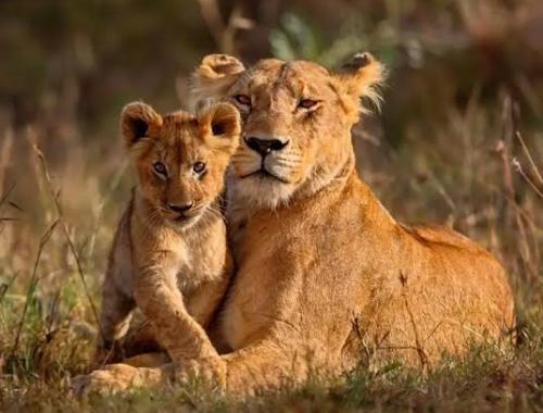 Lion in the natural environment