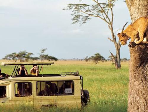 Game drive in Serengeti national Park