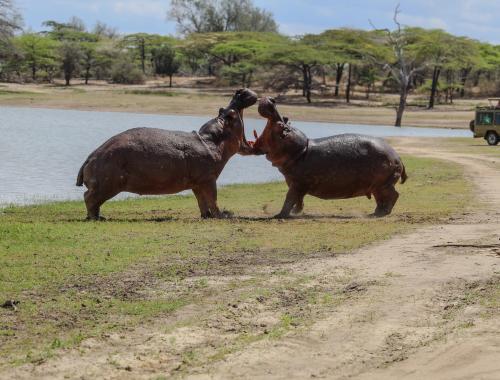 Hippo fighting
