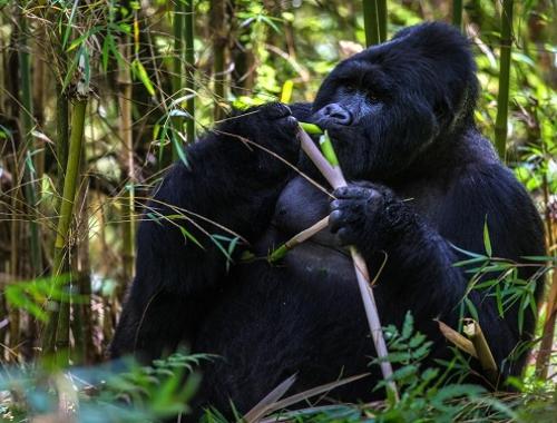 Mgahinga gorilla national park