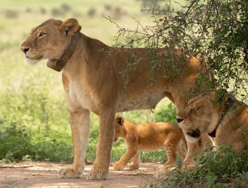 Mother Lion with Cubs