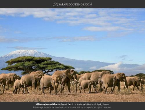 Herd of Elephant at Amboseli National Park