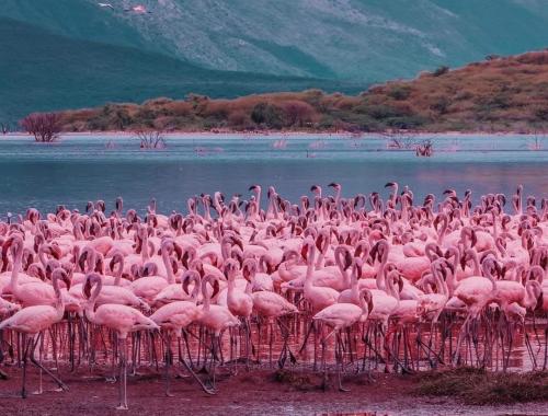 Flamingos in Lake Nakuru National Park