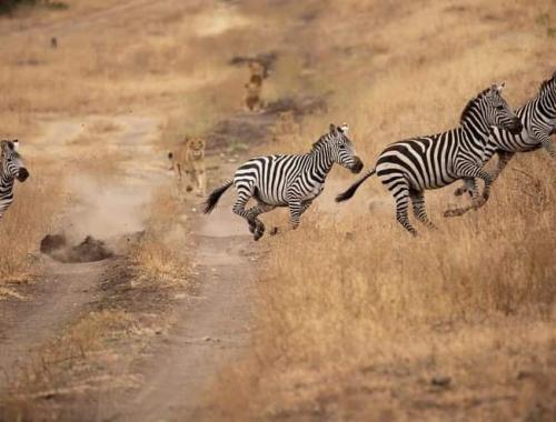 Lion hunting zebra at Masai mara, often occurrences to witness during your safari in Kenya
