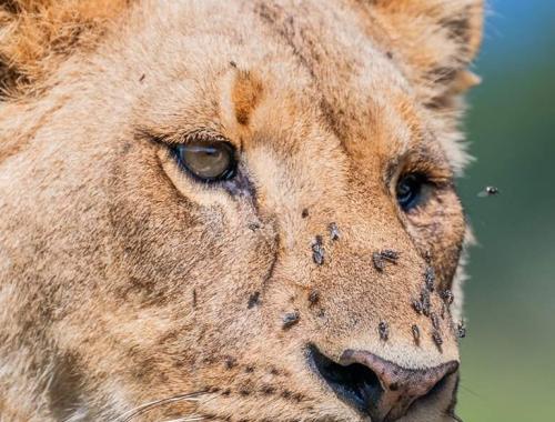 Lioness at Serengeti National park