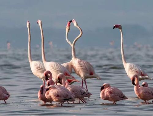Flamingoes at Lake Nakuru National Park