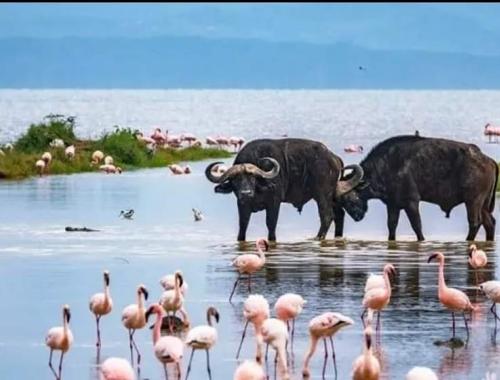 Buffaloes and flamingoes at Lake Nakuru National park