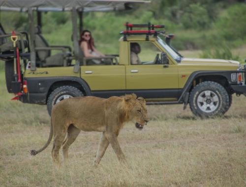 Lion with open vehicle at selous game reserve 