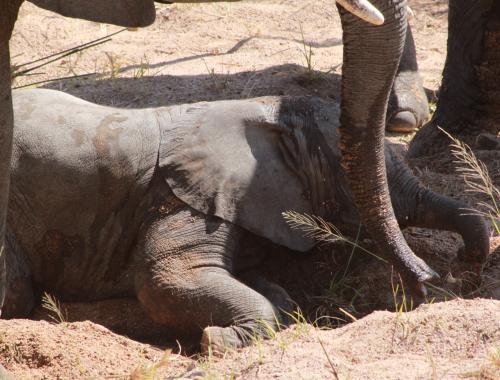 Discover the Wild Beauty of National Parks in Tanzania.