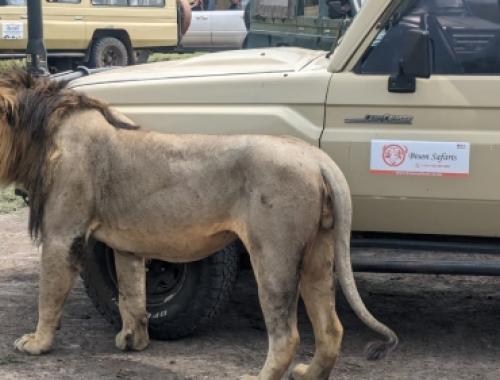 featured   Lion  during  one  of  our  clients   game drive  in  Maasaimara