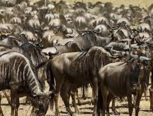 Mara wildebeest migration 