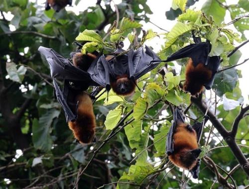 Pemba Island is home of endemic mammal called Pemba flying fox, is a large fruit bat weighing 400 – 650 g (0.9 – 1.4 lb). Its diet consists of the fruit and flowers of a number of plants. The Pemba flying fox is found only on Pemba island Tanzania, and they live in the forest trees and among mangroves in large groups.  The Pemba flying fox is very social and has been found in large colonies until recently. Pemba flying foxes are essential pollinators to their tropical habitat. 