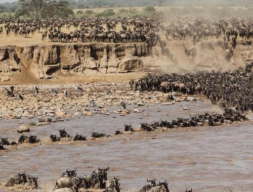 wildebeest migration mara river