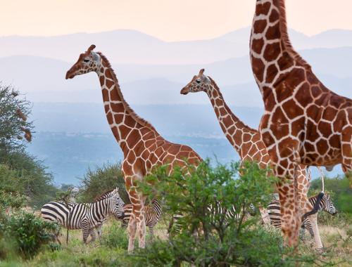 Reticulated Giraffe, Samburu National Reserve