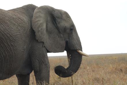 An elephant walking slowly 