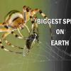 biggest spider on earth 